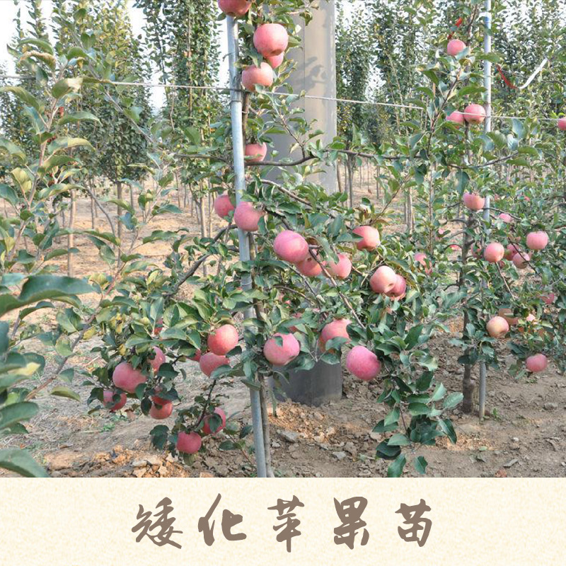 山东矮化苹果苗供应商 ，价格，厂家，批发，山东临沂苗木基地
