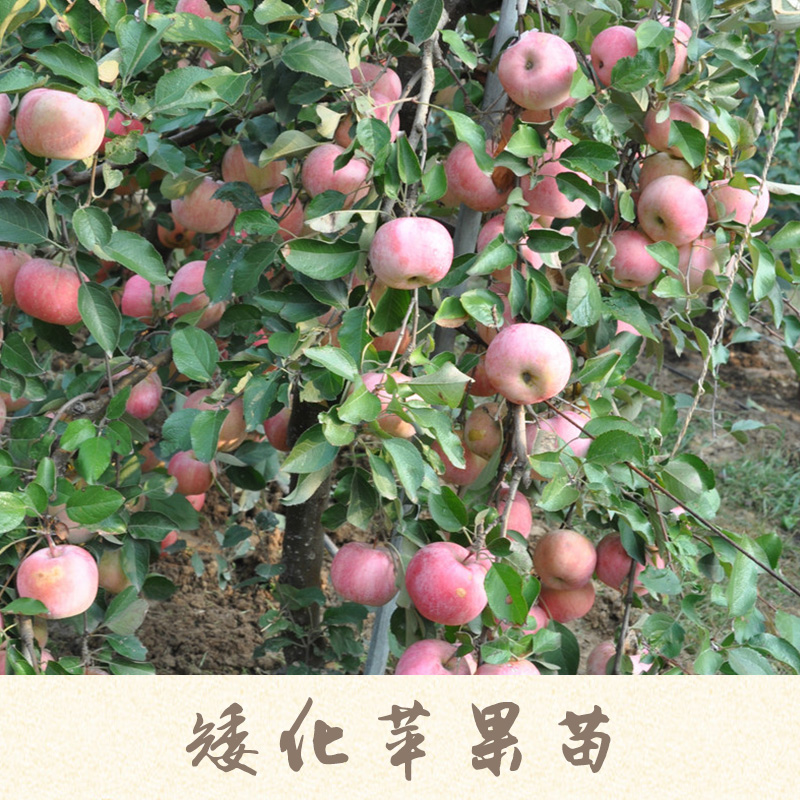 矮化苹果苗产品 短枝苹果树苗 矮化苹果树苗 矮化苹果苗种植基地 矮化苹果苗供应商报价图片