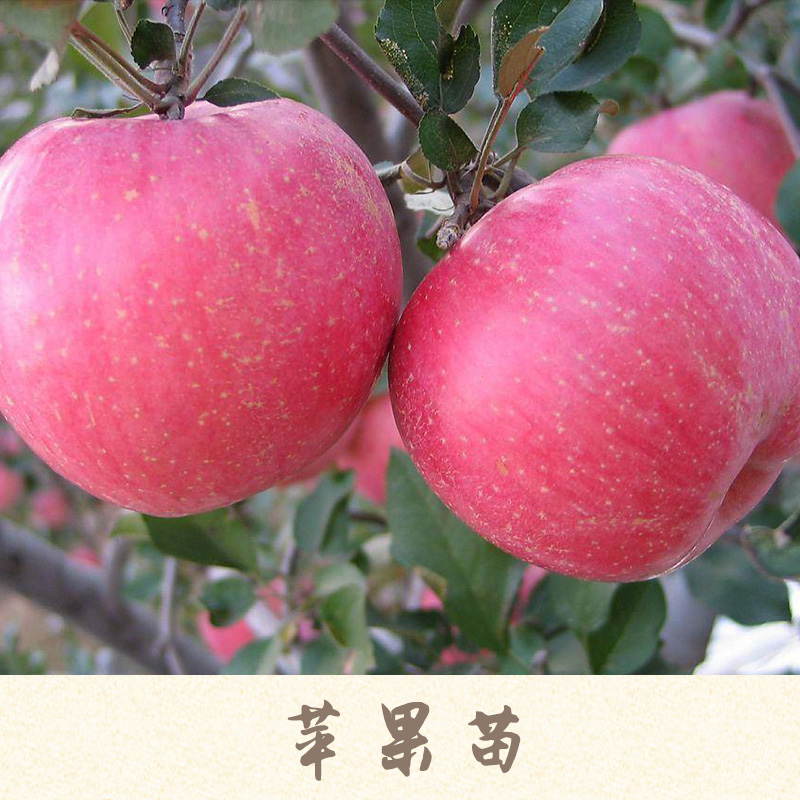 苹果苗产品 柱状苹果苗 红肉苹果苗 山东苹果苗 矮化苹果苗 苹果树苗