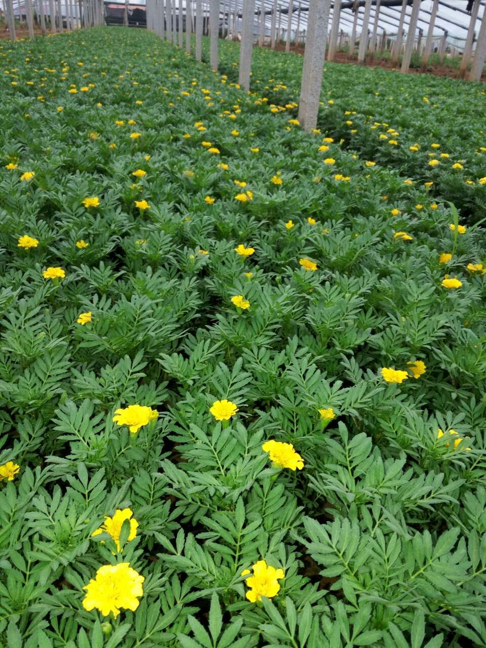 草花系列 孔雀草 孔雀草 黄菊花 五瓣莲 老来红 臭菊花、孔雀菊、小万寿菊、红黄草、缎子花 山东孔雀草