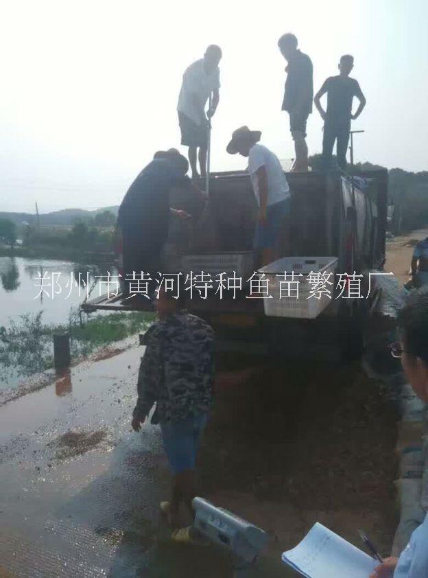 河南鱼苗批发 鱼苗厂家 郑州鱼苗鲤鱼苗养殖供应基地图片