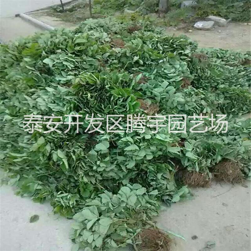 贵州草莓苗批发价格