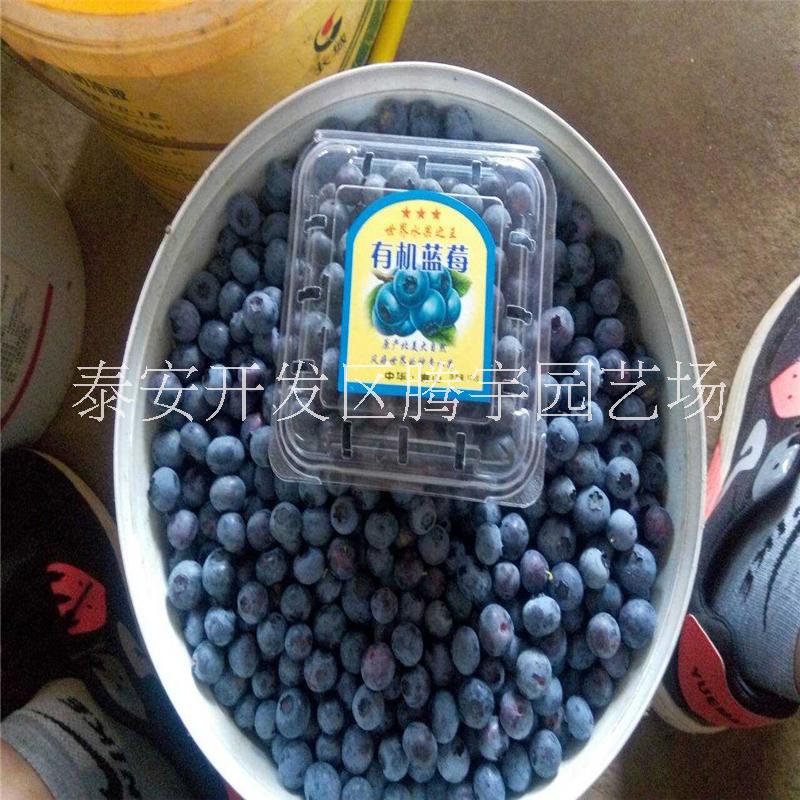 南方品种蓝莓苗供应 南方蓝莓品种哪个好种植