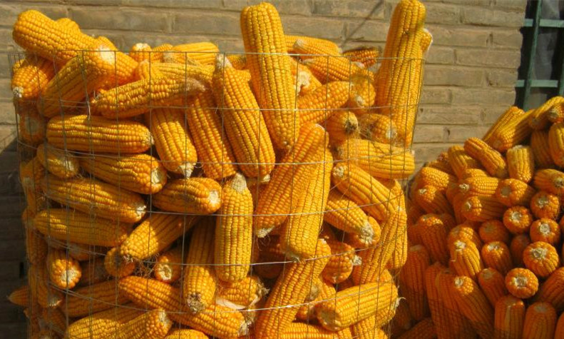 圈玉米网 玉米网 荷兰网玉米网 热镀锌网玉米网 圈玉米钢板网