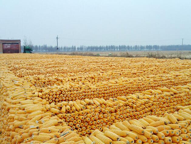 黑龙江厂家专业销售新鲜玉米图片