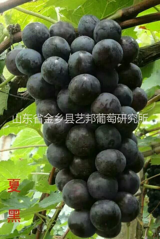 夏黑葡萄苗，夏黑葡萄苗价格图片