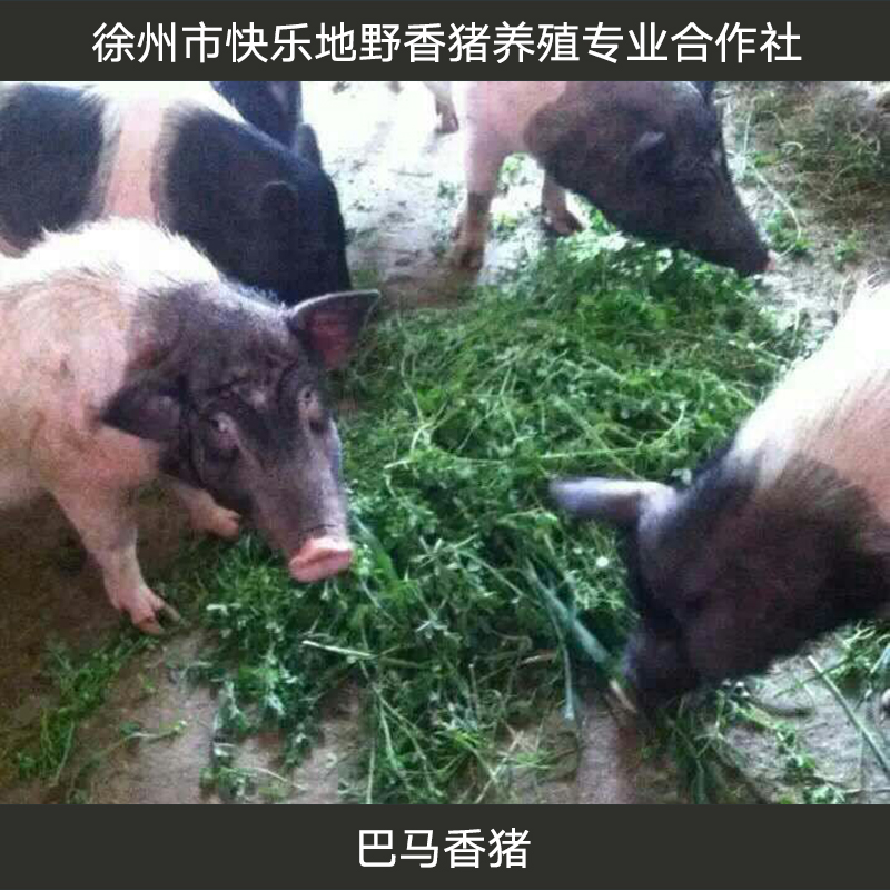 巴马香猪厂家直销批发