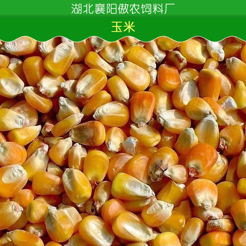 玉米油糠米糠青饼麸皮等饲料原料