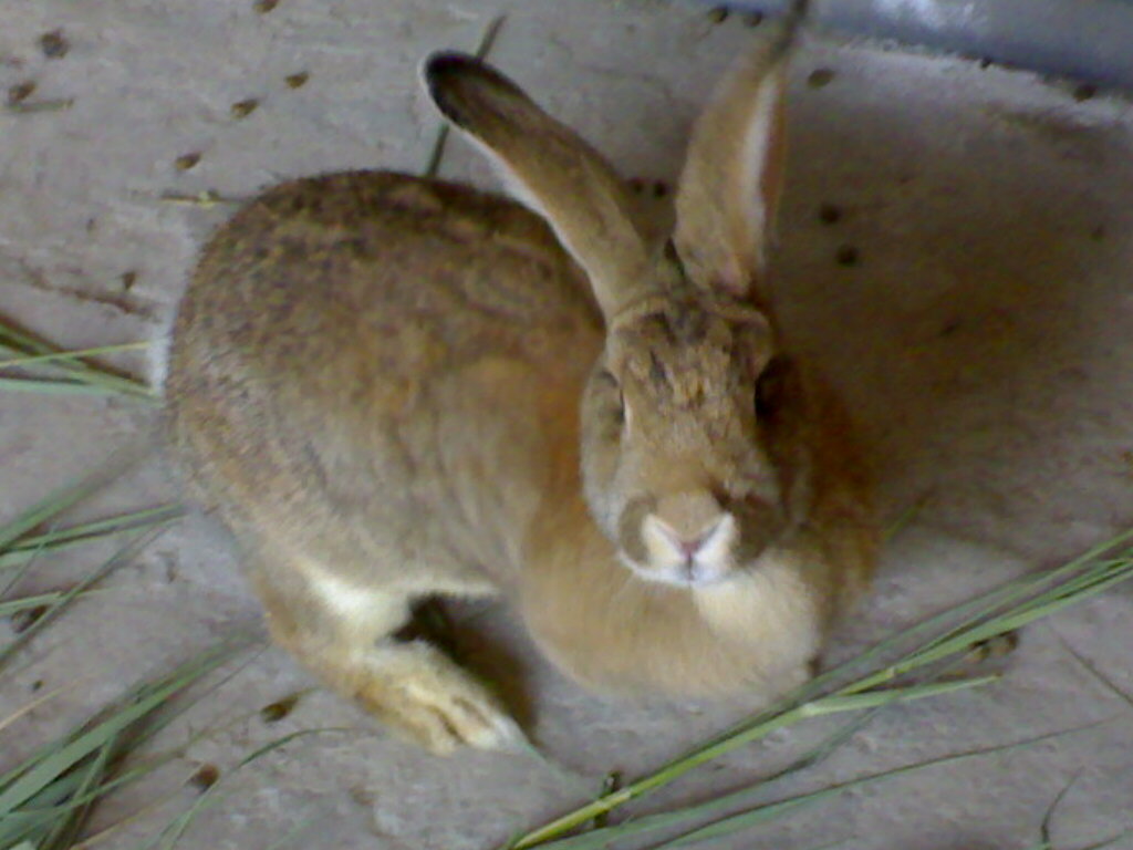 杂交野兔散养技术法系獭兔最新价格长毛兔种兔养殖 杂交野兔法系獭兔长毛兔