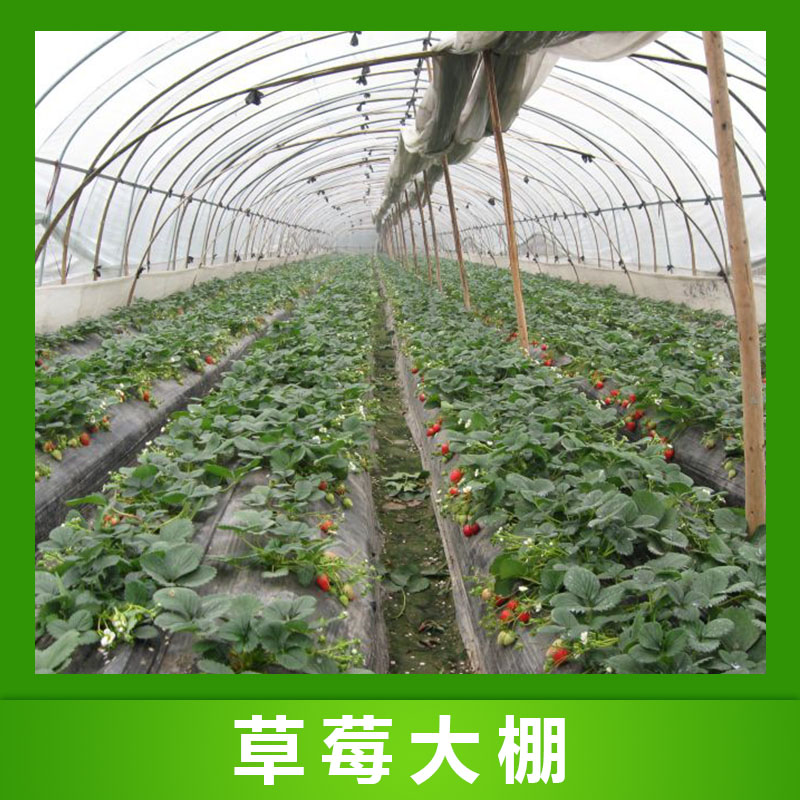 潍坊市草莓大棚厂家