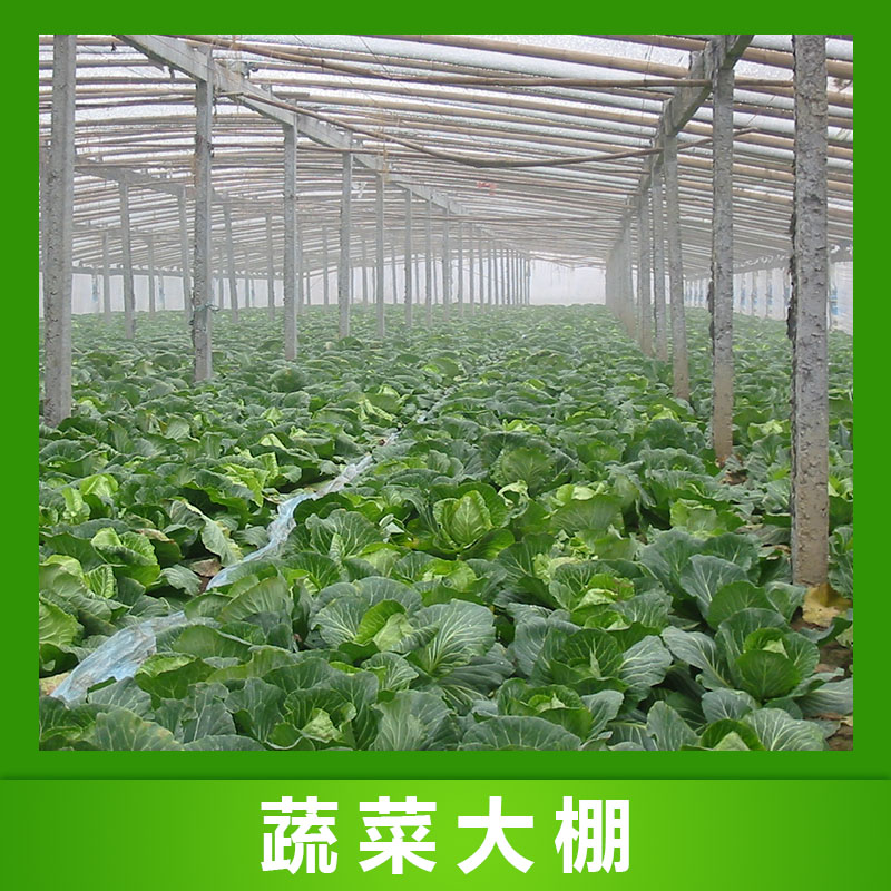 潍坊市大棚厂家大棚蔬菜大棚一亩地多少钱