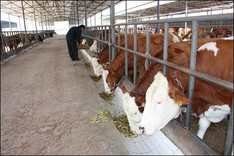 供应 烟台肉牛养殖业加盟肉牛利润分析肉牛批发