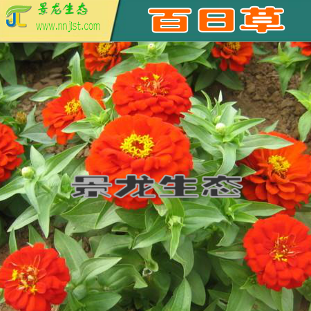 甘肃酒泉花种 波斯菊 金盏菊 格桑花 金鸡菊 硫华菊 产地批发