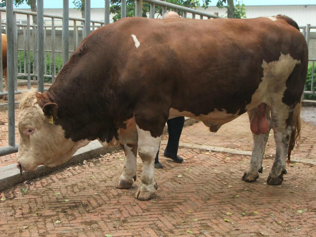 贵州肉牛大型养殖场种牛养殖技术小牛犊市场行情