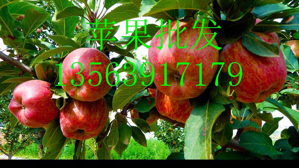 苹果红富士苹果苹果 红富士苹果 苹果红富士苹果