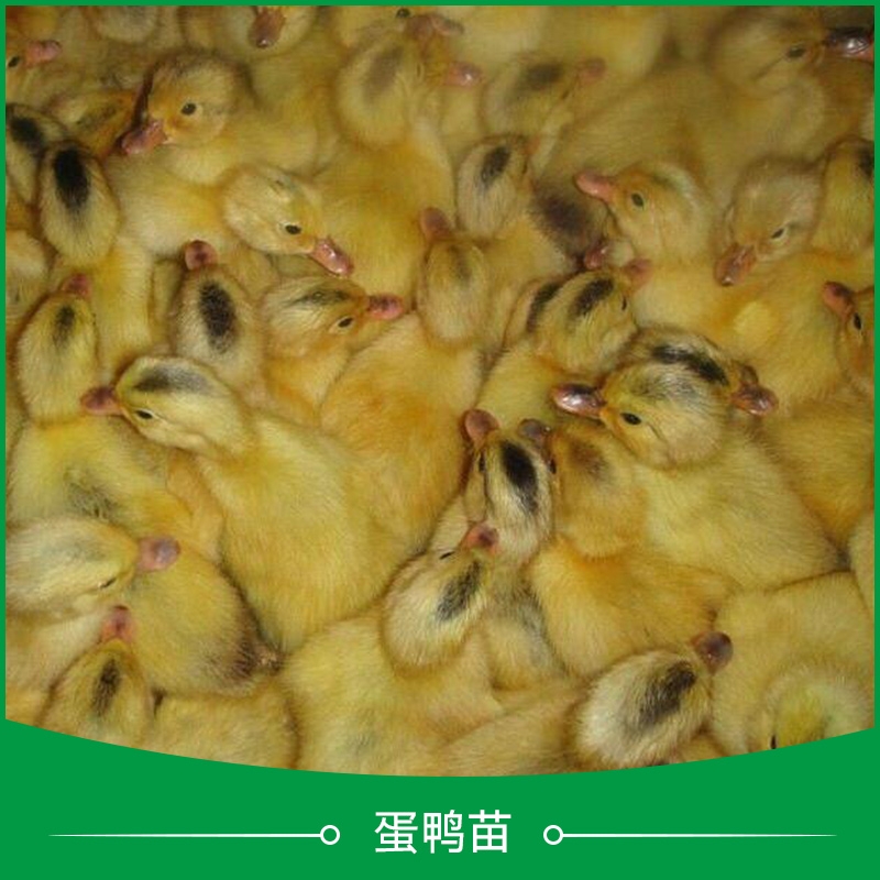 广州市广州麻鸭鸭苗公司厂家广州麻鸭鸭苗公司联系电话、麻鸭鸭苗养殖基地在哪里