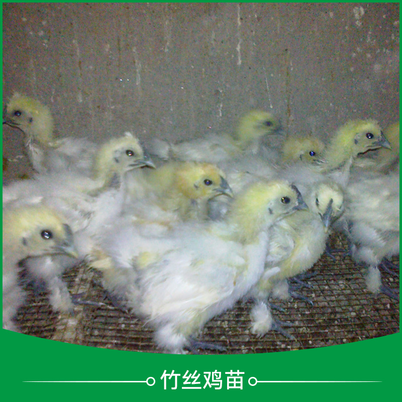 广州竹丝鸡苗厂家报价 广州竹丝鸡苗多少钱  广州竹丝鸡苗出售价格图片