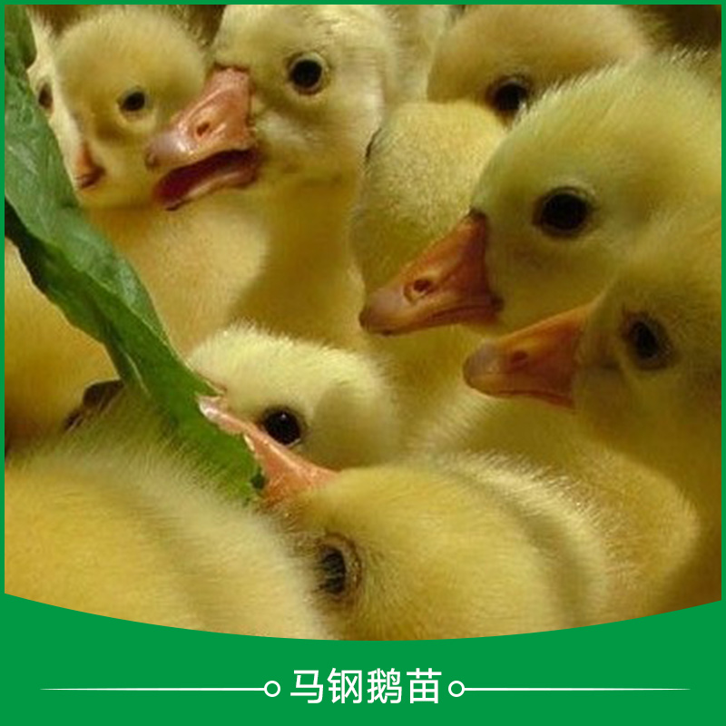 广州马钢鹅苗采购广州马钢鹅苗采购批发价、广东马钢鹅苗养殖场哪家好
