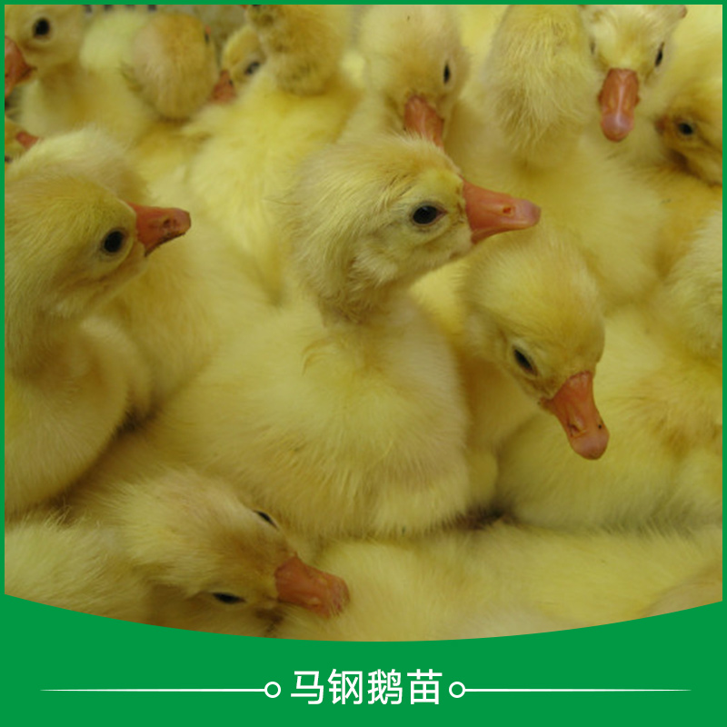 广州市鹅苗多少钱厂家鹅苗多少钱 鹅苗价格 鹅苗报价