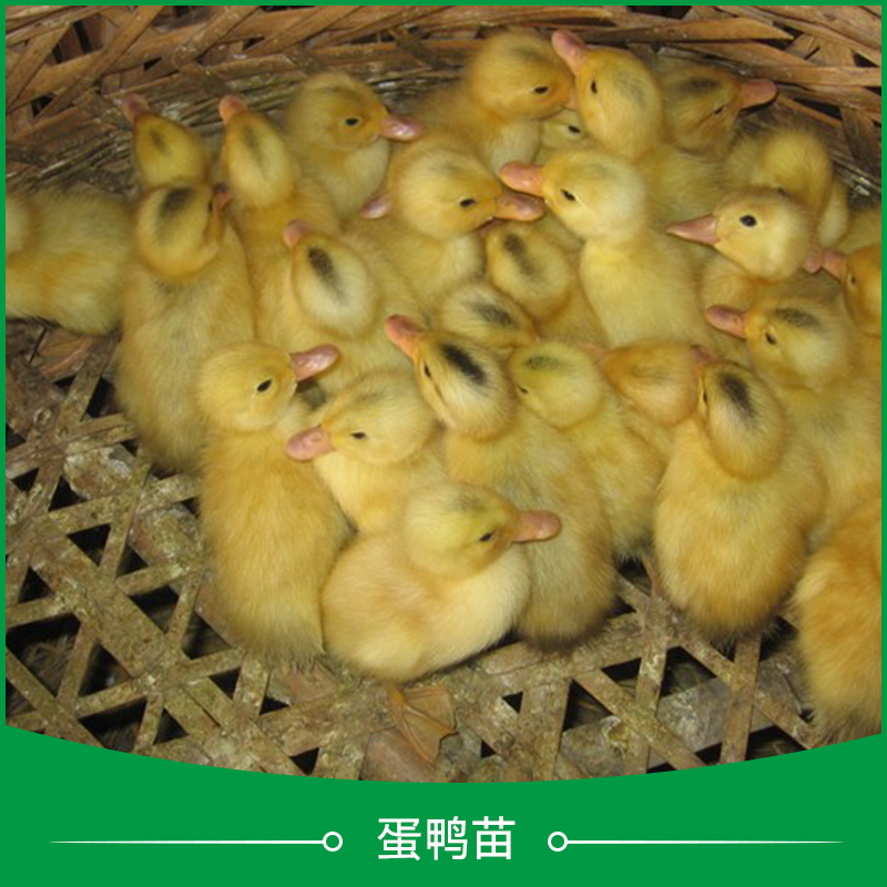 广州蛋鸭鸭苗养殖基地、广州蛋鸭鸭苗市场价是多少