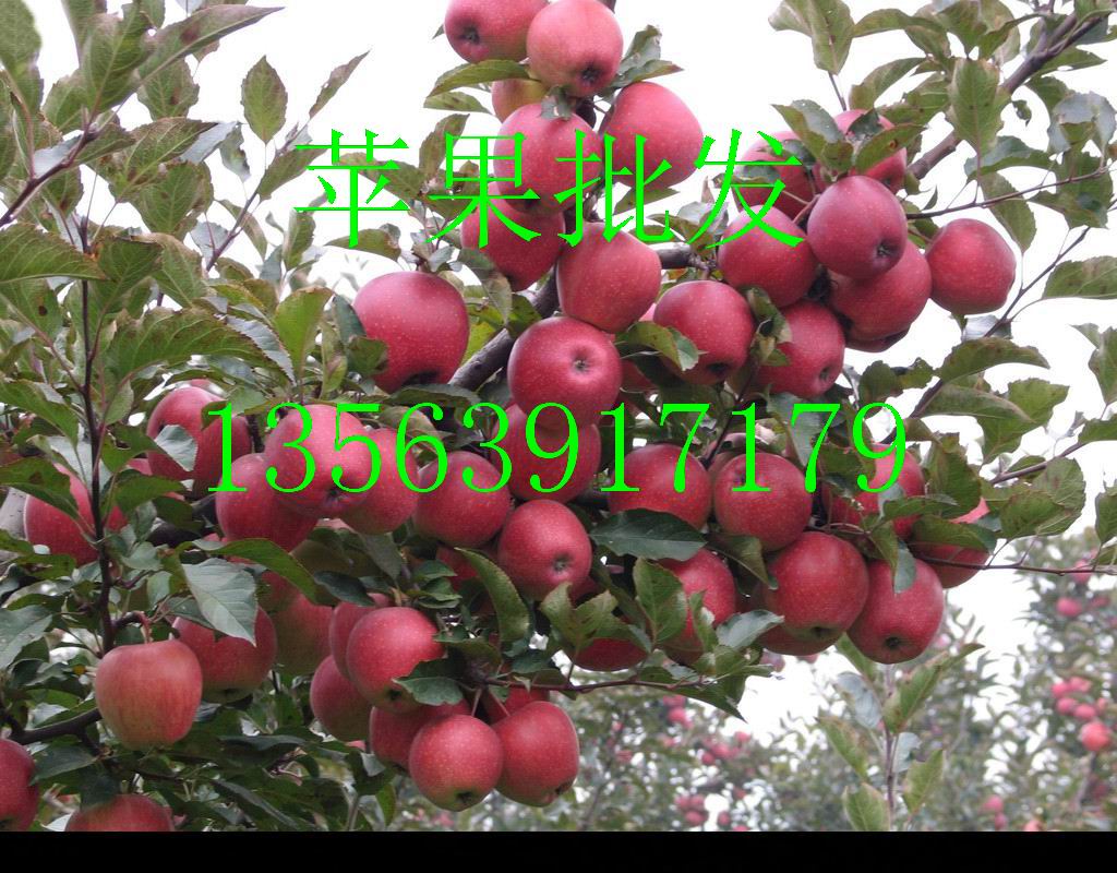 苹果 红富士苹果 苹果红富士苹果