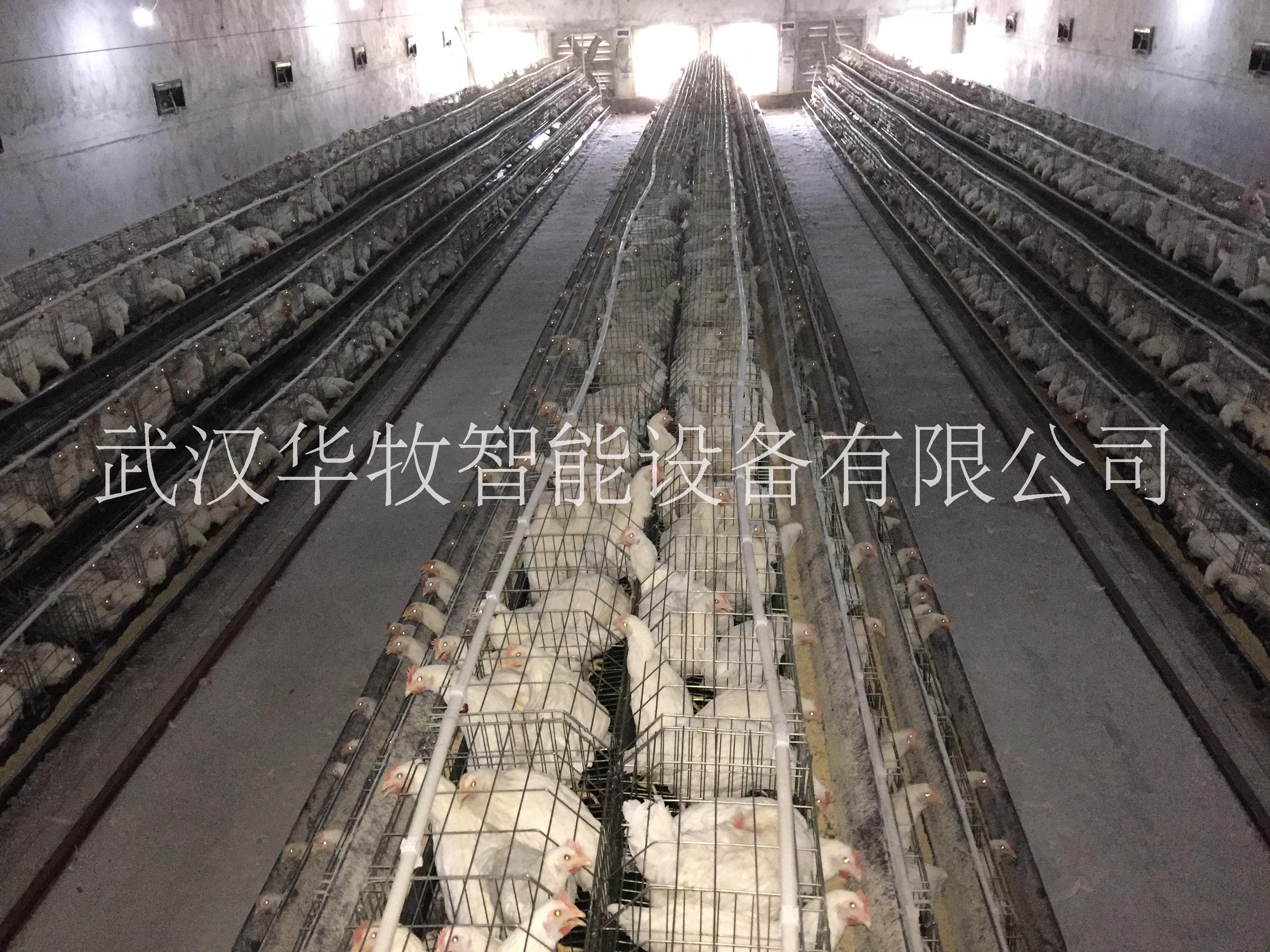 武汉市蛋鸡养殖自动化设备厂家蛋鸡养殖自动化设备