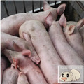 内蒙猪崽生产养殖场厂家批发销售价格