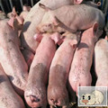 河北杜洛克仔猪厂家-养殖场-批发-哪家好【平山县仔猪交易市场】图片