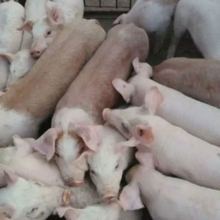 仔猪养殖场生产厂家批发销售价格直销图片