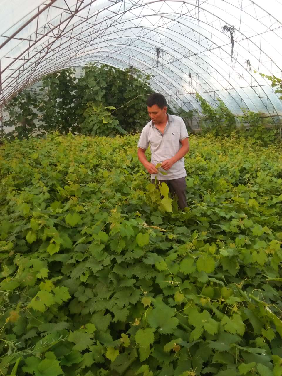 葫芦岛市弗雷葡萄苗直供厂家弗雷葡萄苗直供|辽宁宝昌子江苗木