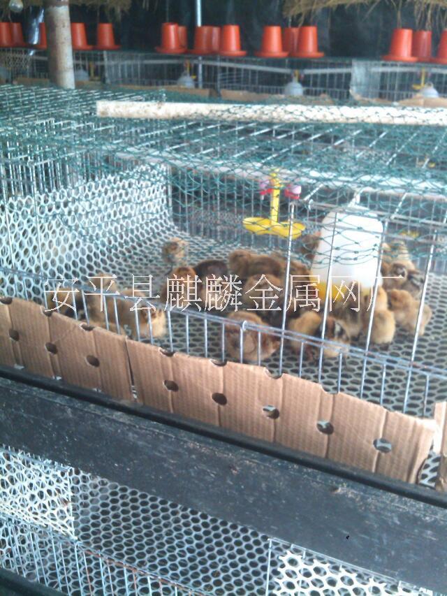 供应塑料养殖平网厂家专业生产养鸡网