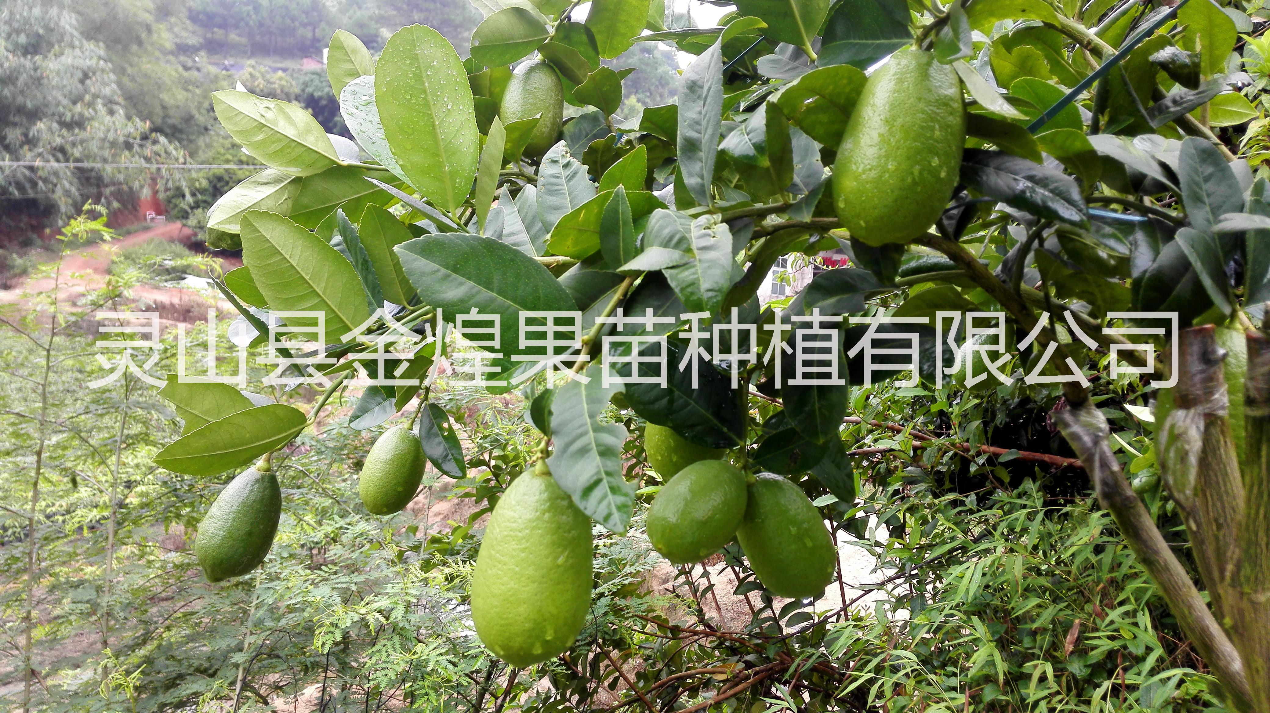 柠檬果苗台湾四季香水柠檬无籽柠檬苗北京柠檬
