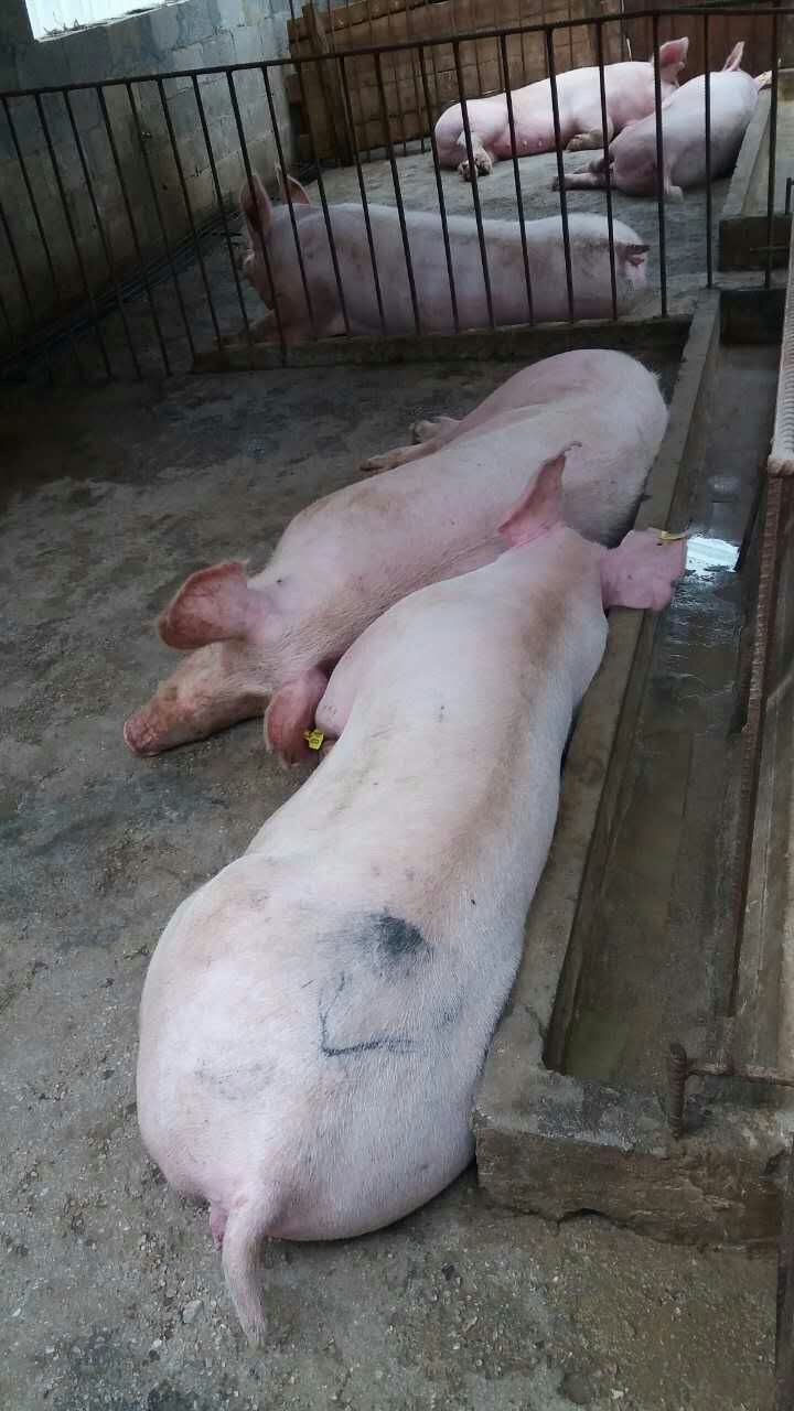 云南二元母猪报价 二元母猪供应商 二元母猪批发 二元母猪多少钱图片