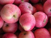 陕西红富士苹果批发 陕西红富士苹果供应商 陕西红富士苹果种植基地