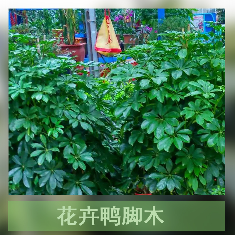 广州花卉鸭脚木种植基地直销批发报价电话 鹅掌柴种植基地