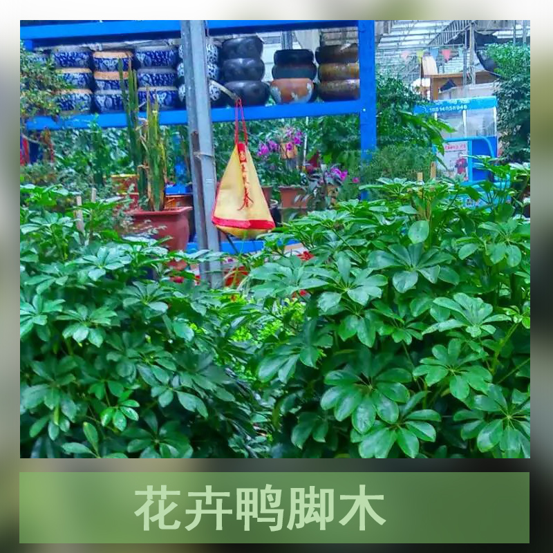 花卉鸭脚木种植基地广州花卉鸭脚木种植基地直销批发报价电话 鹅掌柴种植基地