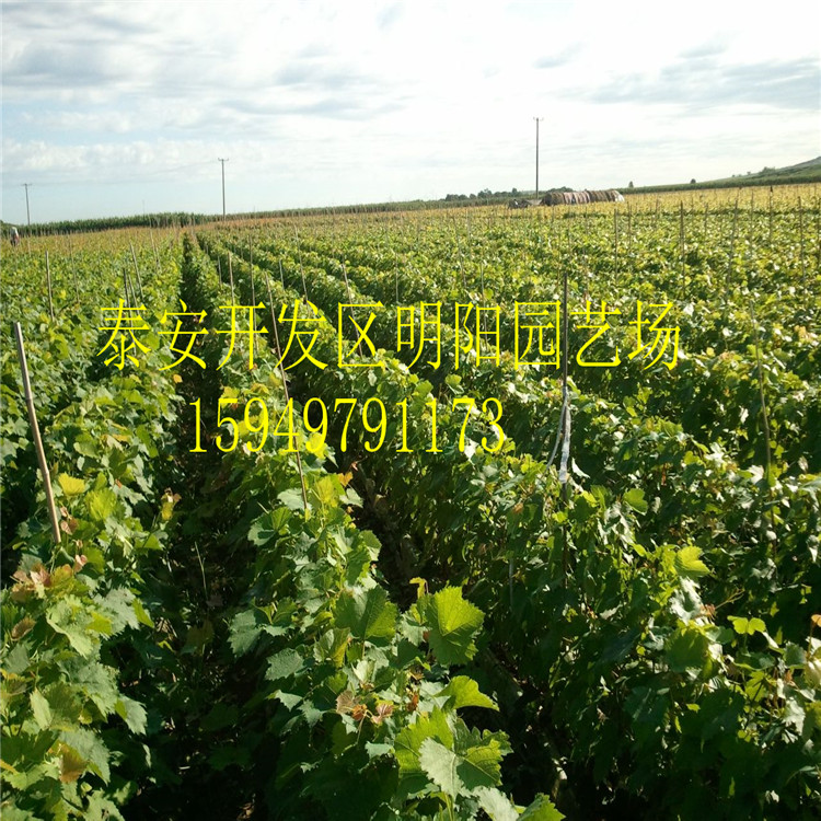 无籽葡萄苗嫁接葡萄苗基地 巨丰葡萄苗种植葡萄品种图片