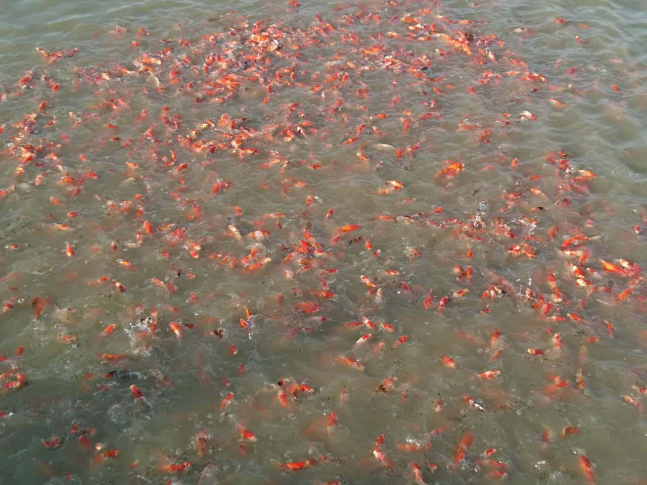 日本锦鲤鱼大小红白鱼活体图片