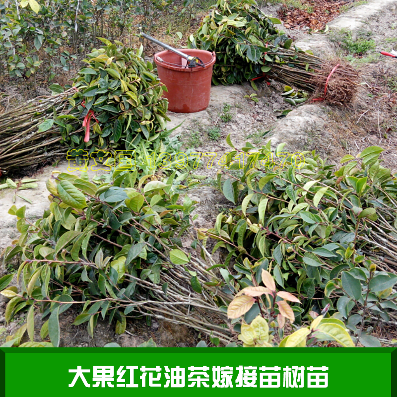 梧州市大果红花油茶嫁接苗树苗厂家大果红花油茶嫁接苗树苗 广西藤县大果红花油茶 藤县大果红花茶树苗 大果红花油茶种苗