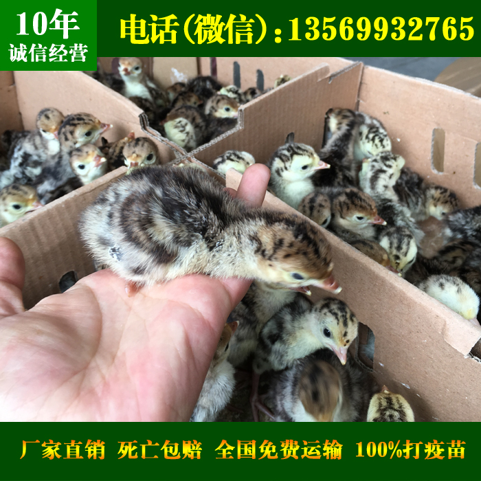 供应用于养殖的海南火鸡苗，海南火鸡价格批发，海南火鸡养殖场