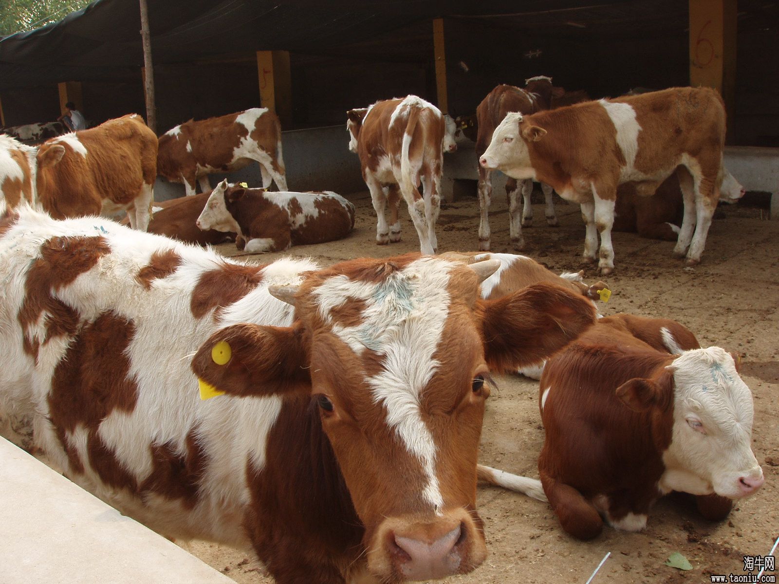 肉牛西门塔尔牛|明泰牧业 活牛批发 肉牛养殖基地 农业养殖项目图片