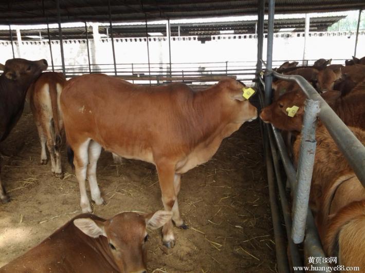 鲁西黄牛价格 肉牛鲁西黄牛价格 鲁西黄牛养殖场  鲁西黄牛技术养殖 鲁西黄牛厂家 鲁西黄牛批发价格图片