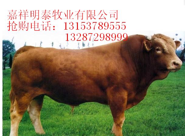 山东鲁西黄牛 肉牛养殖基地 西门塔尔牛 利木赞牛 大量供应肉牛