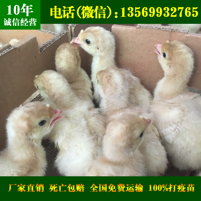 供应用于养殖的重庆火鸡苗，重庆火鸡价格批发，重庆火鸡养殖场