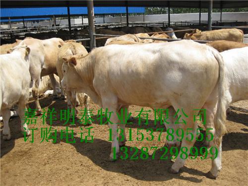 大量供应肉牛夏洛莱 鲁西黄牛价格西门塔尔牛养殖基地利木赞价格
