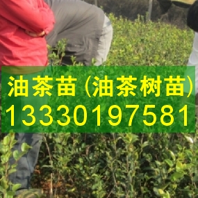 茶籽树苗,安徽油茶苗价格,欢迎求购长林系列油茶苗