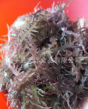 盐渍蜈蚣藻 蜈蚣藻生产厂家 蜈蚣藻供应商 蜈蚣藻报价