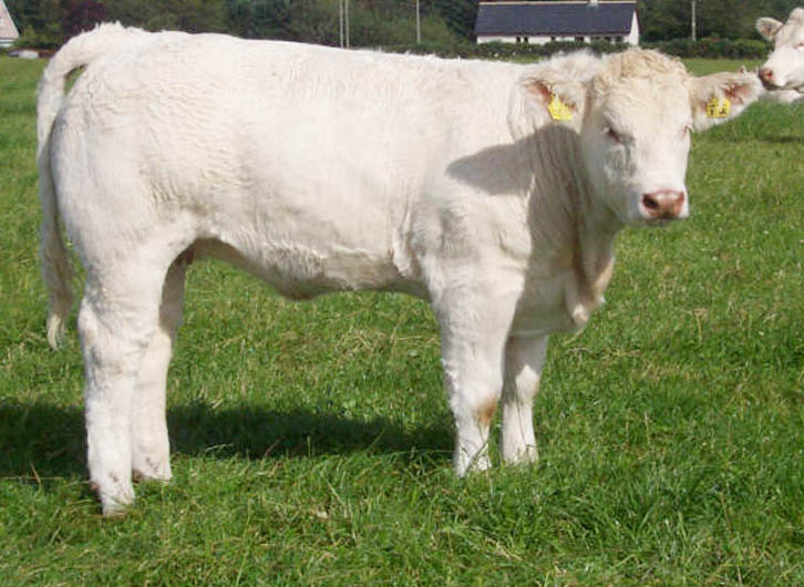 夏洛莱种牛价格 夏洛莱养殖基地 夏洛莱牛的市场价格 夏洛莱效益分析 夏洛莱的养殖场