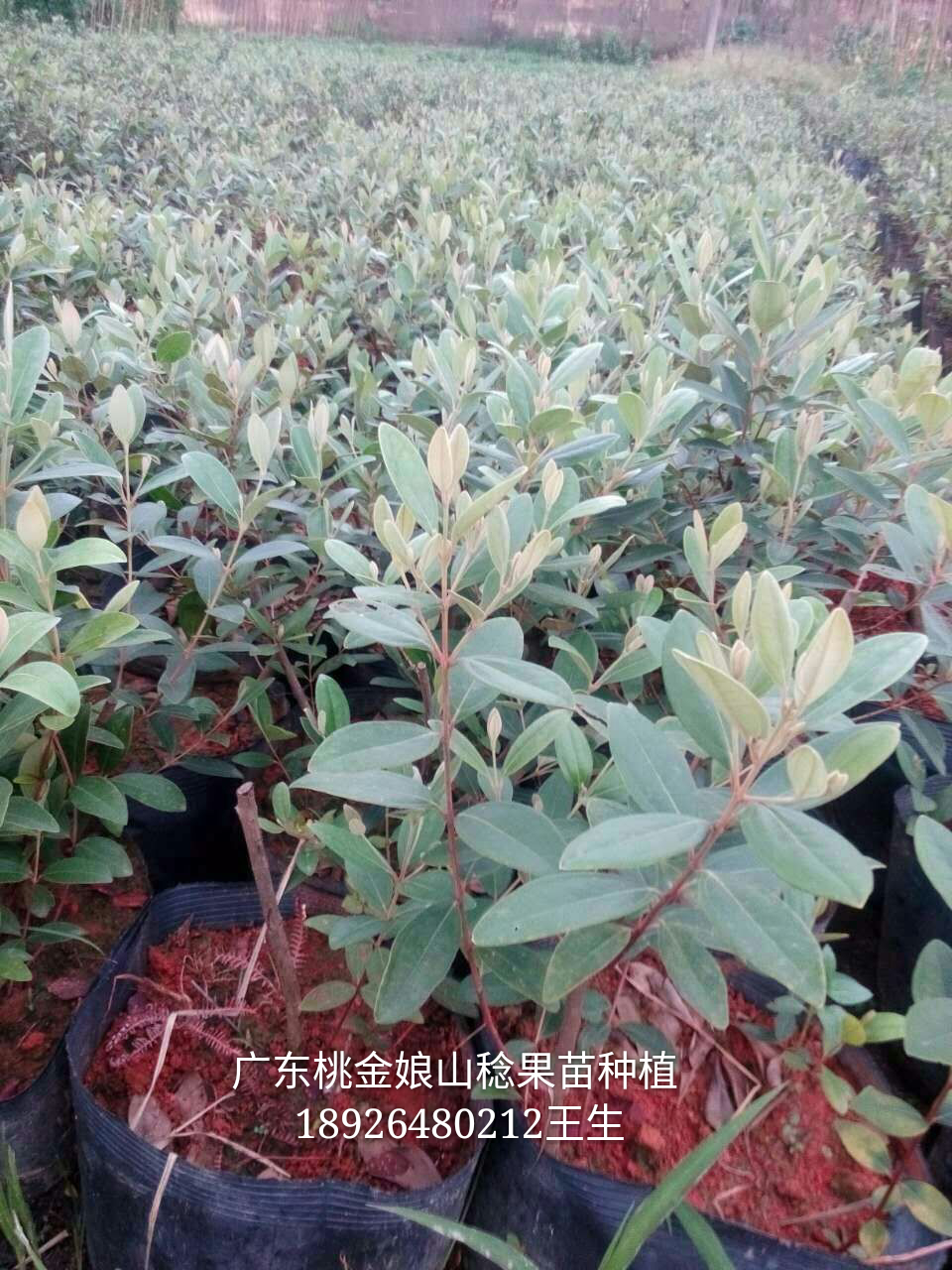 新品种稔子山棯桃金娘种植场 稔子山稔仔桃金娘果苗种植场