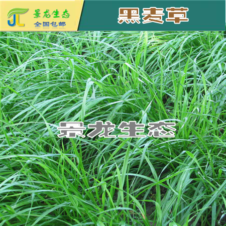 广西边坡绿化|广西灌木种子|广西黑麦草|南宁黑麦草